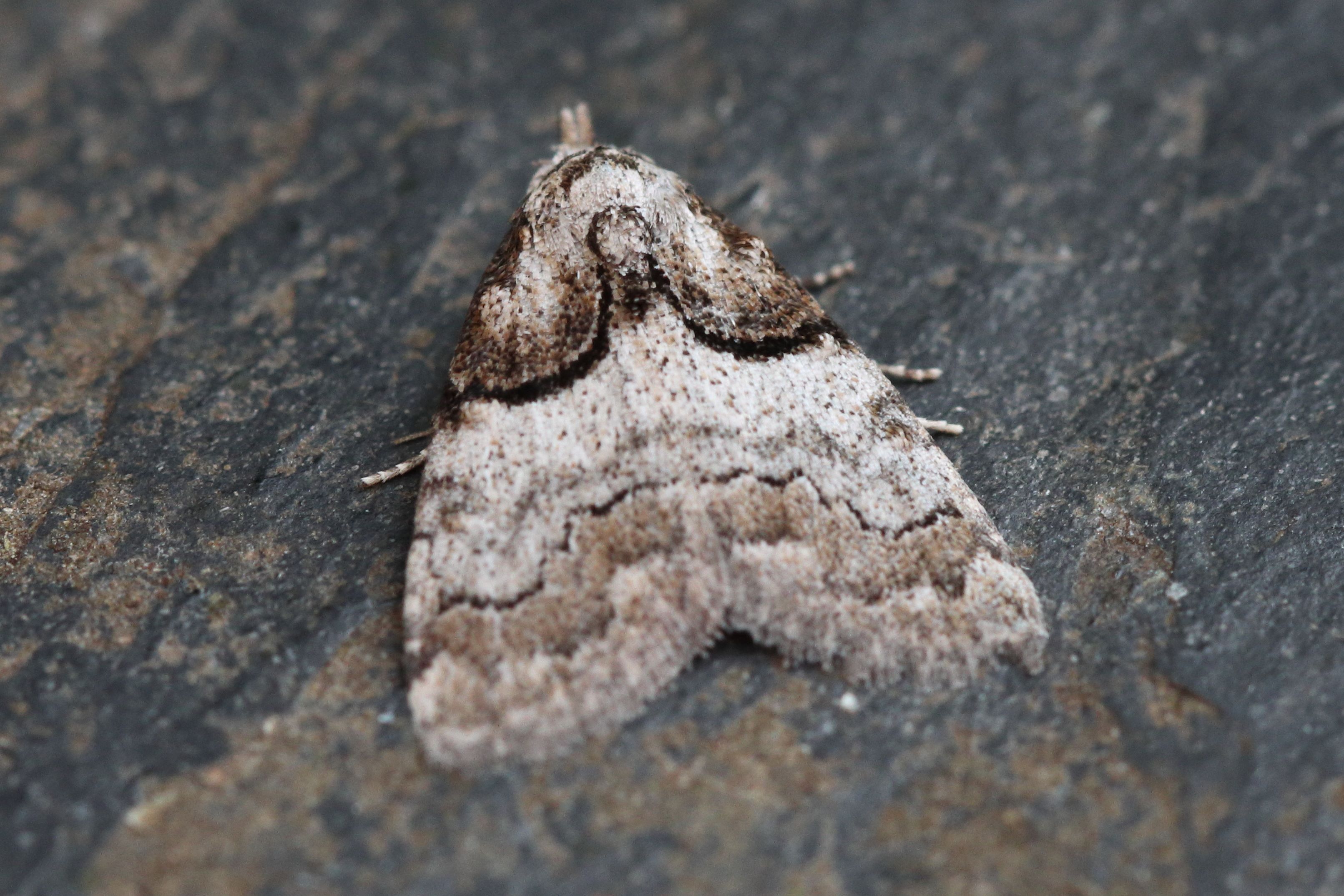 Photo of Short-cloaked Moth (Nola cucullatella)